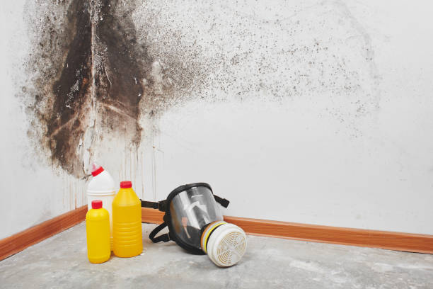 Best Home Mold Removal  in Rock Hall, MD