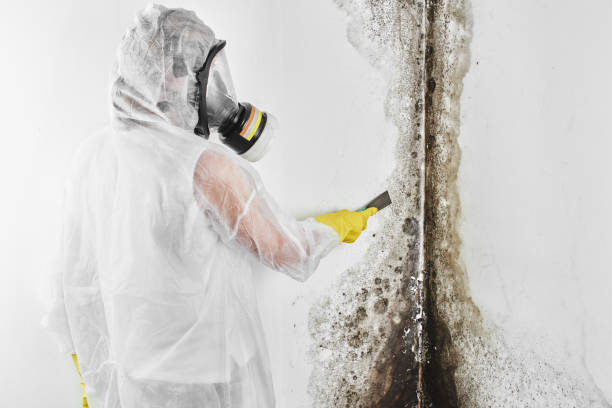 Best Toxic Mold Removal  in Rock Hall, MD