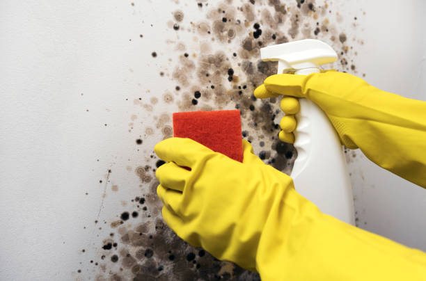 Mold Removal and Inspection in Rock Hall, MD