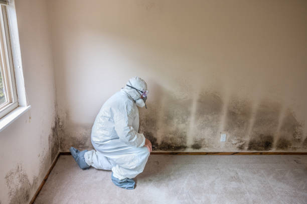 Mold Removal and Inspection in Rock Hall, MD